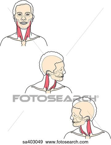 ３ 前である イメージ の 男性の頭部 そして 首 役割を果たす 頭骨 そして 首の筋肉 ように 頭 ある 持たれた 動かない Top 回される へ そ 左 Middle そして へ そ 権利 Bottom イラスト Sa Fotosearch
