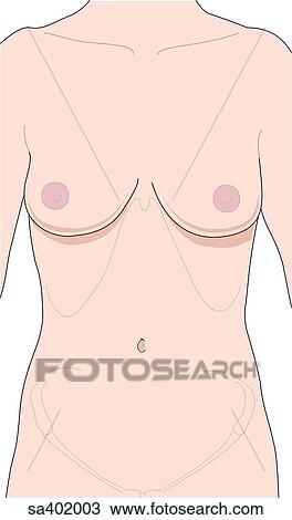 Adult female figure. View Large Illustration Drawing - Adult female figure.. Fotosearch