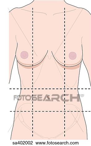 Drawing - Adult female figure with dashed lines dividing the abdomen into different regions.. Fotosearch