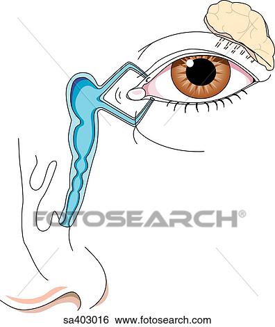 Anterior illustration of eye, nose, and the lacrimal apparatus that lies between the two. Also including the lacrimal gland located above and to the outside of the eye. View Large Illustration Stock Illustration - Anterior illustration of eye, nose, and the lacrimal apparatus that lies between the two. Also including the lacrimal gland located above and to the outside of the eye.. Fotosearch