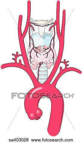 Anterior view of internal anatomy of neck region featuring the aortic arch and attached arteries. View Large Illustration Stock Illustration - Anterior view of internal anatomy of neck region featuring the aortic arch and attached arteries.. Fotosearch