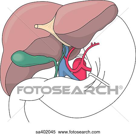 Anterior view of liver and stomach with liver elevated caudally and stomach retracted to show vessels entering inferior liver. View Large Illustration Stock Illustration - Anterior view of liver and stomach with liver elevated caudally and stomach retracted to show vessels entering inferior liver.. Fotosearch