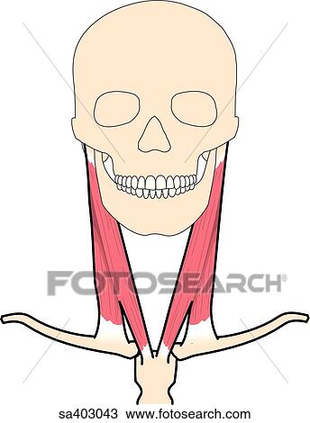 Drawing - Anterior view of skull and neck muscles held in stationary position.. Fotosearch