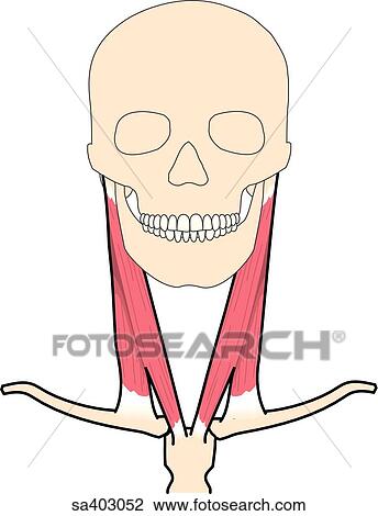 Drawing - Anterior view of skull and neck muscles held in stationary position.. Fotosearch