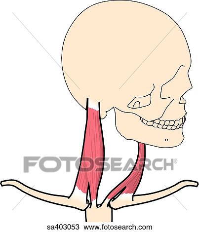 Drawing - Anterior view of skull and neck muscles rotated to its left.. Fotosearch
