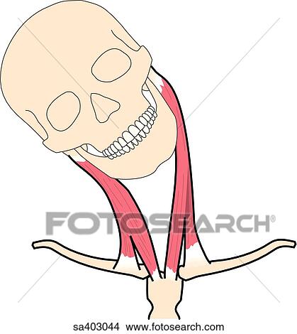 Anterior view of skull and neck muscles bent to the right. View Large Illustration Stock Illustration - Anterior view of skull and neck muscles bent to the right.. Fotosearch