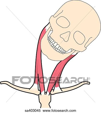 Anterior view of skull and neck muscles bent to the left. View Large Illustration Stock Illustration - Anterior view of skull and neck muscles bent to the left.. Fotosearch