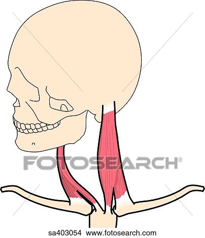 Anterior view of skull and neck muscles rotated to its right. View Large Illustration Stock Illustration - Anterior view of skull and neck muscles rotated to its right.. Fotosearch