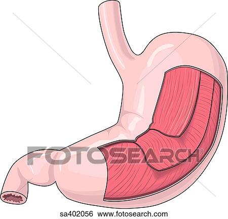 Anterior view of stomach with external layers removed to reveal muscular layers. View Large Illustration Stock Illustration - Anterior view of stomach with external layers removed to reveal muscular layers.. Fotosearch