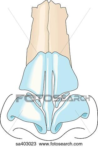 Anterior view of the cartilagenous plates of the nose. View Large Illustration Drawing - Anterior view of the cartilagenous plates of the nose.. Fotosearch