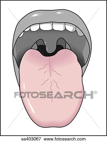 Stock Illustration - Anterior view of tongue and mouth.. Fotosearch