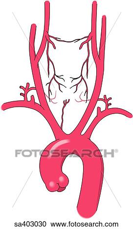 Aortic arch and attached arteries. View Large Illustration Clipart - Aortic arch and attached arteries.. Fotosearch