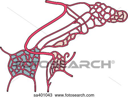 Blood supply of the pituitary adenohypophysis. View Large Illustration Drawing - Blood supply of the pituitary adenohypophysis.. Fotosearch