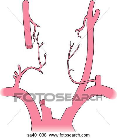 Blood supply to the parathyroid glands. View Large Illustration Stock Illustration - Blood supply to the parathyroid glands.. Fotosearch