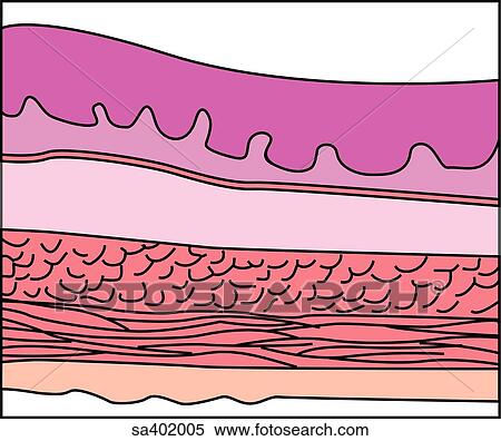 Cell layer of the esophageal wall. View Large Illustration Stock Illustration - Cell layer of the esophageal wall.. Fotosearch