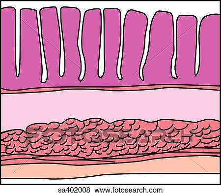Cell layer of the large intestinal wall. View Large Illustration Stock Illustration - Cell layer of the large intestinal wall.. Fotosearch