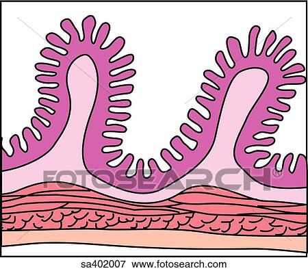 Stock Illustration - Cell layer of the small intestinal wall.. Fotosearch