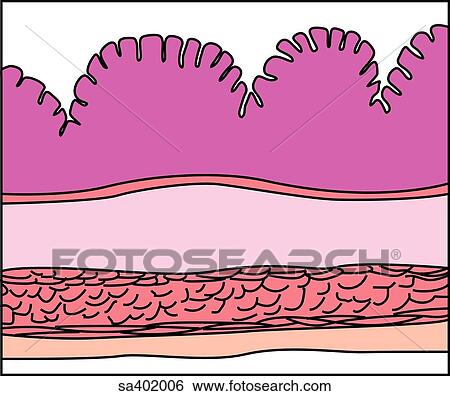 Cell layer of the stomach wall. View Large Illustration Stock Illustration - Cell layer of the stomach wall.. Fotosearch