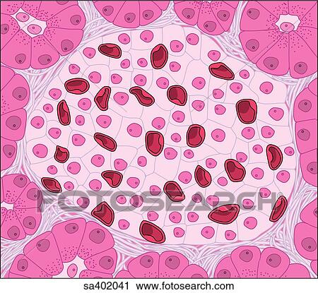 Clip Art - Close-up of an islet of Langerhans lying in the interstitial tissue of the pancreas.. Fotosearch