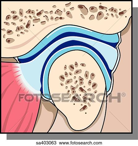 Drawing - Close-up of cross-section of synovial joint.. Fotosearch