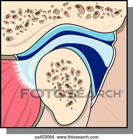 Close-up of cross-section of synovial joint. View Large Illustration Stock Illustration - Close-up of cross-section of synovial joint.. Fotosearch