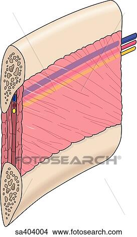 Stock Illustration - Cross-section of a portion of the ribcage showing the intercostal artery and vein running parallel to the ribs within the intercostal muscles.. Fotosearch