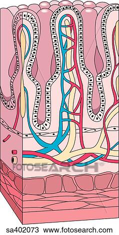 Drawing - Cross-section of intestinal villi showing layers of mucous membrane and blood supply. . Fotosearch