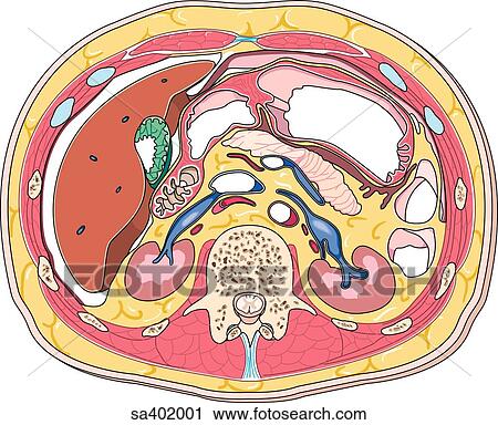 Clip Art - Cross-section of the abdomen at L2 to reveal relationships of various internal organs including liver, kidneys, and spinal column.. Fotosearch