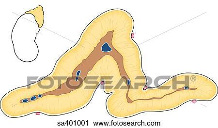 Cross-section of the triangular shaped adrenal gland with an orientation drawing indicating its location upon the upper end of the kidney. View Large Illustration Clip Art - Cross-section of the triangular shaped adrenal gland with an orientation drawing indicating its location upon the upper end of the kidney.. Fotosearch