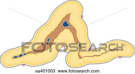 Cross-section of the triangular shaped adrenal gland. View Large Illustration Drawing - Cross-section of the triangular shaped adrenal gland.. Fotosearch