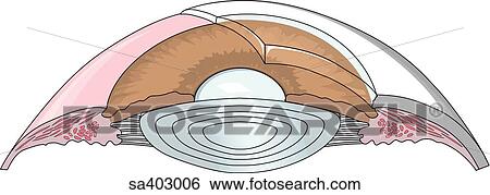 Cut away of the eyeball to reveal internal strucures that make up the ciliary body. View Large Illustration Stock Illustration - Cut away of the eyeball to reveal internal strucures that make up the ciliary body.. Fotosearch