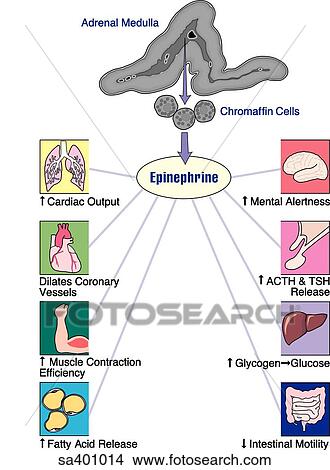 Diagram showing the release of epinephrine from cells of the adrenal gland and the subsequent effects upon different organs of the body. View Large Illustration Stock Illustration - Diagram showing the release of epinephrine from cells of the adrenal gland and the subsequent effects upon different organs of the body.. Fotosearch