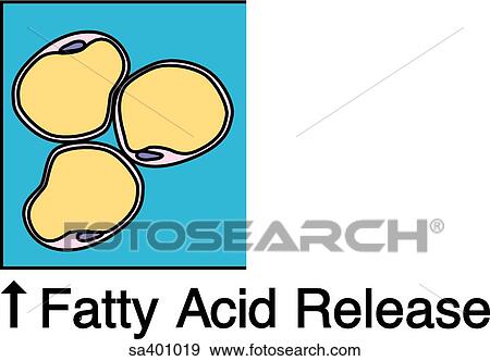 Stock Illustration - Epinephrine increases fatty acid release.. Fotosearch