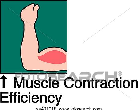 Epinephrine increases muscle contraction efficiency. View Large Illustration Stock Illustration - Epinephrine increases muscle contraction efficiency.. Fotosearch