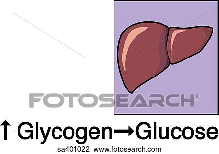 Drawing - Epinephrine increases the breakdown of glycogen into glucose.. Fotosearch