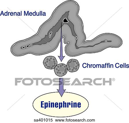 epinephrine is produced by which gland