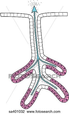 Exocrine glands secrete substances onto the surface, usually through a duct. View Large Illustration Drawing - Exocrine glands secrete substances onto the surface, usually through a duct.. Fotosearch