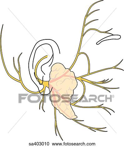 Clipart - Facial nerve and parotid gland.. Fotosearch