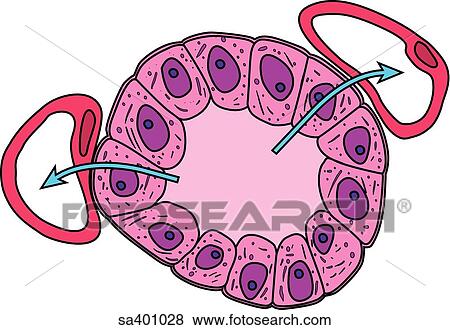 Stock Illustration - Follicular glands are found in the thyroid.. Fotosearch