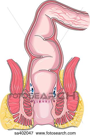Frontal-section of rectum showing colon, rectum, and ...
 Rectum Drawing