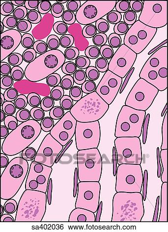 Stock Illustration - Hepatitis at cellular level.. Fotosearch