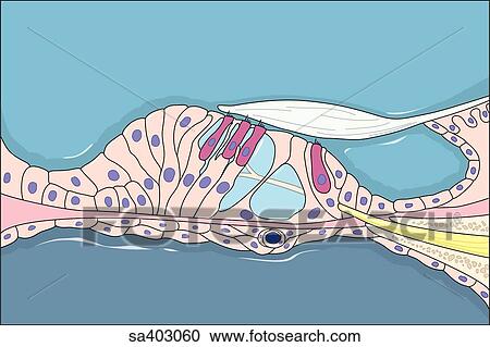 Clipart - Histological view of the tectorial membrane of the cochlear duct.. Fotosearch