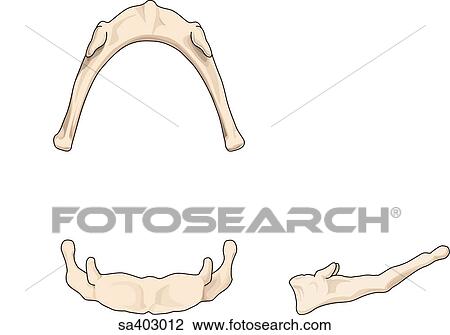 Hyoid bone as viewed inferiorly (top), anteriorly (bottom left), and laterally (bottom right). View Large Illustration Drawing - Hyoid bone as viewed inferiorly (top), anteriorly (bottom left), and laterally (bottom right).. Fotosearch