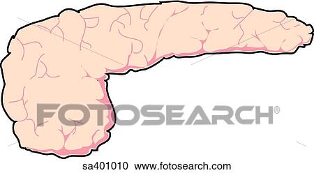 Clipart - If blood glucose levels are low, glucagon is released by the beta cells of the pancreas. If blood glucose levels are high, insulin is released by the alpha cells of the pancreas.. Fotosearch