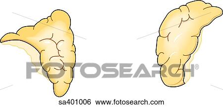 Illustration of the adrenal glands. View Large Illustration Stock Illustration - Illustration of the adrenal glands.. Fotosearch