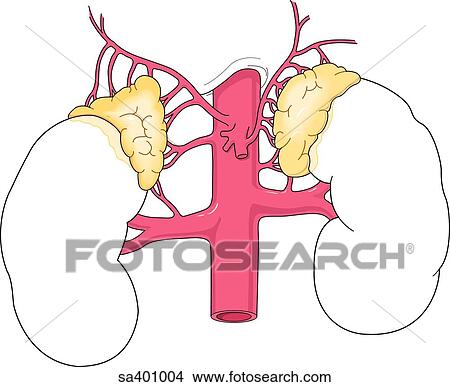 Illustration of the kidneys and adrenal glands showing the arterial blood supply to both. View Large Illustration Stock Illustration - Illustration of the kidneys and adrenal glands showing the arterial blood supply to both.. Fotosearch