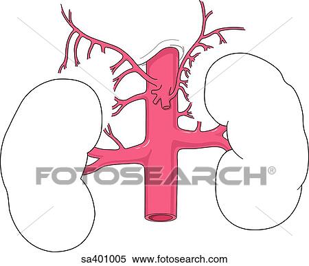 Illustration of the kidneys and their arterial blood supply. View Large Illustration Stock Illustration - Illustration of the kidneys and their arterial blood supply.. Fotosearch