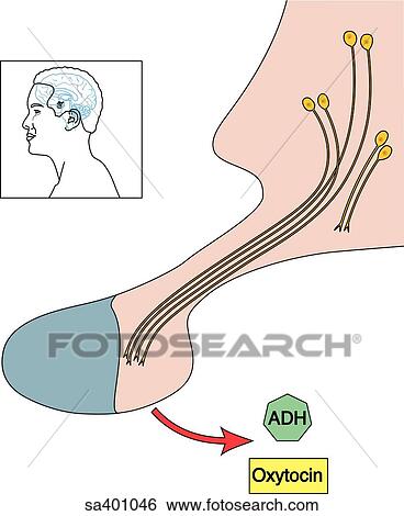 Stock Illustration - Illustration of the pituitary neurohypophysis, its nerve fibers, and the oxytocin and antidiuretic hormone it secretes. An orientation drawing (upper left) shows location.. Fotosearch