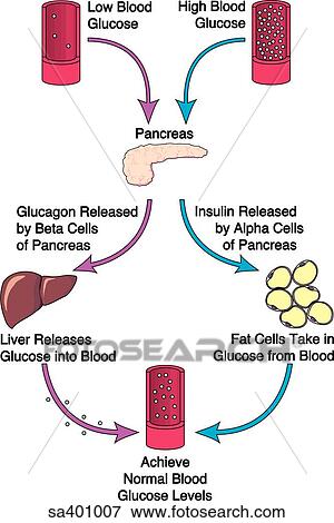 Stock Illustration - Illustration of the system involving the pancreas, liver, and fat cells that regulates the glucose levels of the blood.. Fotosearch