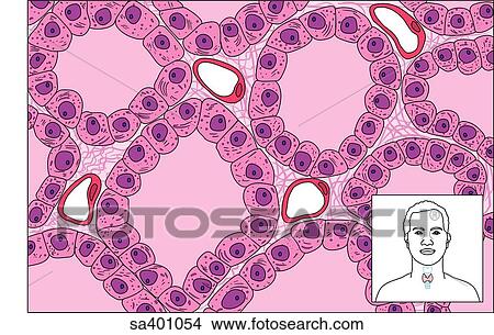 Illustration of the thyroid follicles at the cellular level. Inset (lower right) shows location of thyroid gland. View Large Illustration Stock Illustration - Illustration of the thyroid follicles at the cellular level. Inset (lower right) shows location of thyroid gland.. Fotosearch